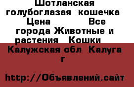Шотланская голубоглазая  кошечка › Цена ­ 5 000 - Все города Животные и растения » Кошки   . Калужская обл.,Калуга г.